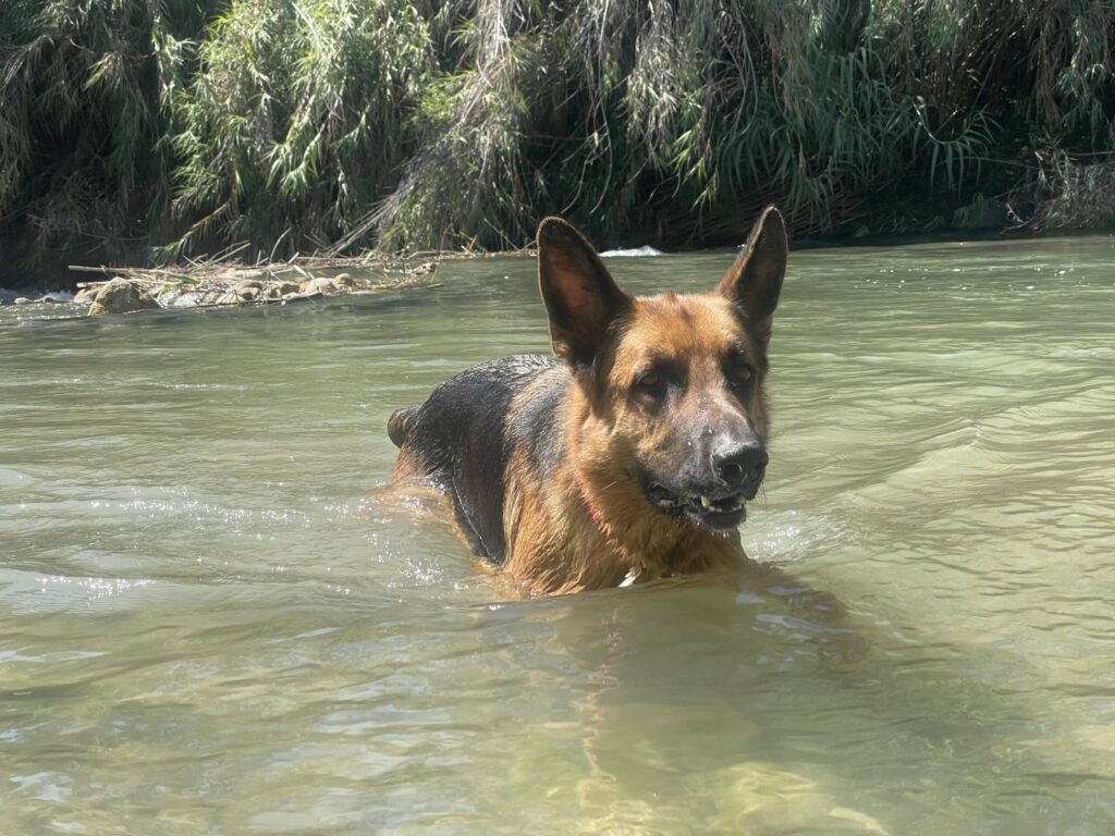 Tu alojamiento pet friendly en Valencia y Pedralba