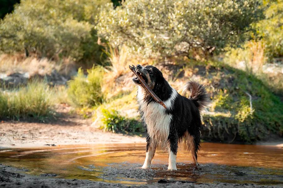 ALOHA TURIA experiencias Al Turia con tu perro